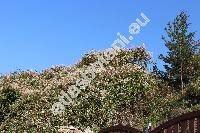 Fallopia aubertii (L. Henry) Holub (Polygonum baldschuanicum, Polygonum aubertii L. Henry)