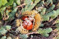 Castanea sativa Mill. (Fagus castanea L., Castanea vulgaris Lam.)