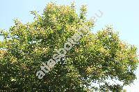 Castanea sativa Mill. (Fagus castanea L., Castanea vulgaris Lam.)
