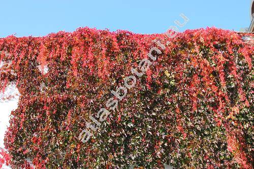 Parthenocissus quinquefolia (L.) Planchon (Parthenocissus pubescens (Schldl.) Graebner, Parthenocissus hirsuta (Pursch) Graebner, Ampelopsis quinquefolia Michx.)