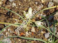 Ornithogalum nanum Sibth. et Sm. (Scilla unifolia, Ornithogalum sibthorpii Greut.)