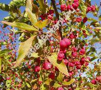 Euonymus europaea L. (Euonymus europaeus L.)