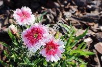 Dianthus chinensis L.