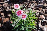 Dianthus chinensis L.