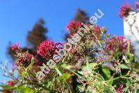 Centranthus ruber (Centranthus ruber (L.) DC.)