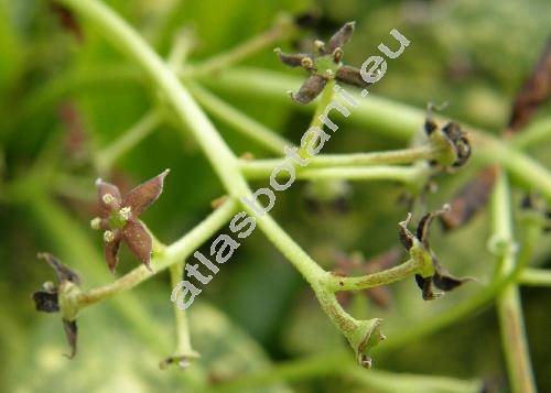 Aucuba japonica Thunb. (Aucuba japonica 'Crotonifolia')