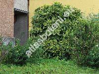 Aucuba japonica Thunb. (Aucuba japonica 'Crotonifolia')