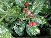 Aucuba japonica Thunb.