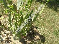 Euphorbia abyssinica Gmel. (Tithymalus, Euphorbia aethiopum Croiz.)