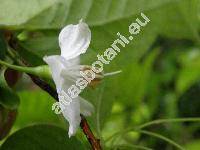 Styrax japonicus (Styrax japonicus L.)