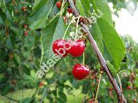 Prunus avium 'Belice' (Prunus avium subsp. juliana (L.) Janchen, Cerasus avium (L.) Moench, Prunus cerasus var. avium)