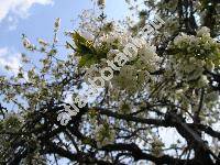 Prunus avium 'Belice' (Prunus avium subsp. juliana (L.) Janchen, Cerasus avium (L.) Moench, Prunus cerasus var. avium)