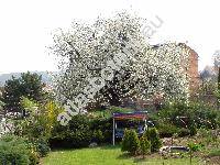 Prunus avium 'Belice' (Prunus avium subsp. juliana (L.) Janchen, Cerasus avium (L.) Moench, Prunus cerasus var. avium)