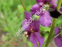 Verbascum phoeniceum L. (Thapsus phoeniceus (L.) Rafin.)