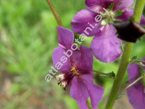 Verbascum phoeniceum L. (Thapsus phoeniceus (L.) Rafin.)