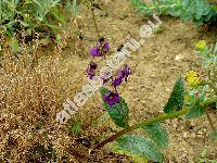 Verbascum phoeniceum L. (Thapsus phoeniceus (L.) Rafin.)
