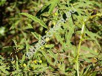 Berberis gagnepainii Schneid.