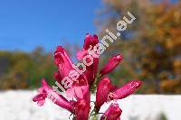 Penstemon 'Garnet'