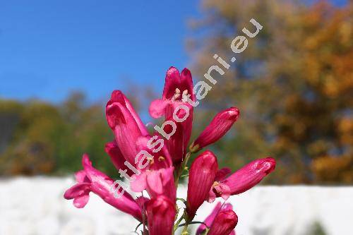 Penstemon 'Garnet'