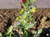 Penstemon 'Garnet'