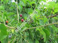 Prunus mahaleb L. (Cerasus mahaleb (L.) Mill., Padellus mahaleb (L.) Vass., Padus)