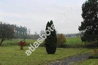 Juniperus communis L.