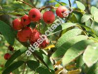 Sorbus aucuparia 'Moravica' (Sorbus aucuparia subsp. moravica, Mespilus)