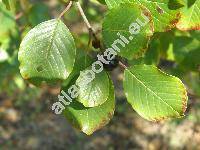 Frangula alnus Mill. (Rhamnus frangula L.)