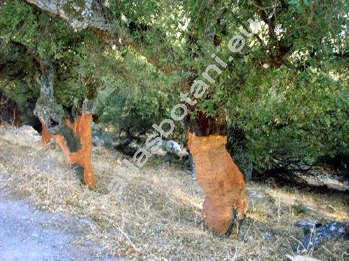 Quercus suber L.