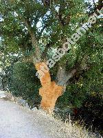 Quercus suber L.