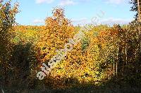 Fagus sylvatica L. (Fagus silvatica L., Fagus moesiaca)