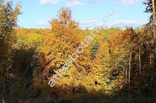 Fagus sylvatica L. (Fagus silvatica L., Fagus moesiaca)