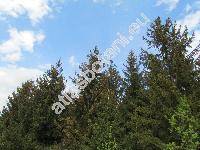 Picea abies (L.) Karst. (Picea excelsa Link, Pinus abies L.)