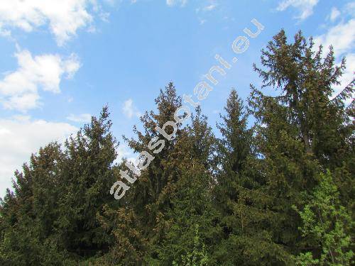 Picea abies (L.) Karst. (Picea excelsa Link, Pinus abies L.)