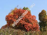 Quercus rubra L. (Quercus borealis Michx.)