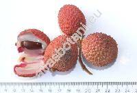 Litchi chinensis Sonn. (Nephelium litchi Camb., Euphorbia litchi Desf.)