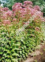 Eupatorium purpureum L. (Eutrochium purpureum  (L.) Lam.)