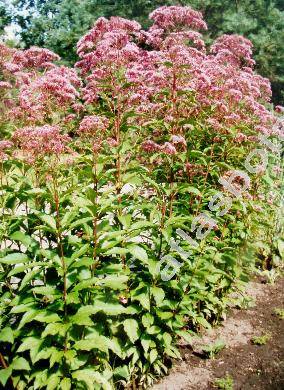 Eupatorium purpureum L. (Eutrochium purpureum  (L.) Lam.)