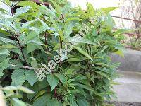 Eupatorium purpureum L. (Eutrochium purpureum  (L.) Lam.)