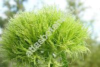 Dianthus 'Green Trick'