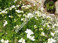 Arabis scopoliana Boiss. (Draba, Scopoli, Erysimum)