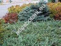 Juniperus horizontalis (Juniperus horizontalis Moench)