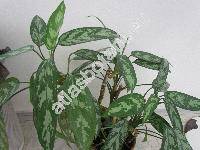 Aglaonema 'Treubii' (Aglaonema treubii Engl. - unresolved)