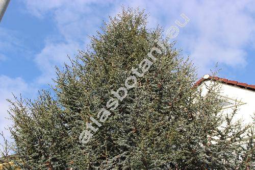 Cedrus atlantica (Endl.) Manetti ex Carr. (Cedrus libani var. atlantica (Endl.) Hook. f., Cedrus argentea, Pinus)