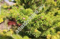 Abies koreana (Abies koreana Wils.)