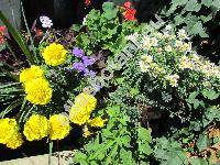 Argyranthemum frutescens (L.) Schultz-Bip. (Chrysanthemum frutescens L., Pyrethrum frutescens (L.) Gaertner, Matricaria frutescens (L.) Desr. in Lam.)