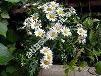 Argyranthemum frutescens (L.) Schultz-Bip. (Chrysanthemum frutescens L., Pyrethrum frutescens (L.) Gaertner, Matricaria frutescens (L.) Desr. in Lam.)