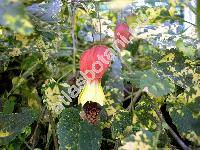 Abutilon megapotamicum 'Variegatum' (Abutilon megapotamicum (Spreng.) Hil. et Naud.)