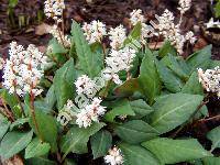 Bistorta tenuicaulis (Biss. et Moore) Nakai (Polygonum tenuicaule, Percicaria tenuicaulis)