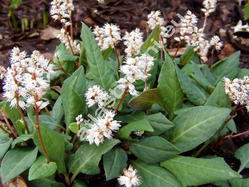 Bistorta tenuicaulis (Biss. et Moore) Nakai (Polygonum tenuicaule, Percicaria tenuicaulis)